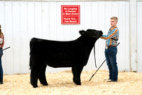 Division 2 Crossbred Steers