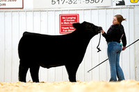 Division 3 Crossbred Steers