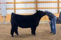 Limousin Steers