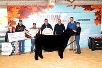 Heifers