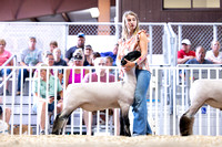 Open Market Sheep