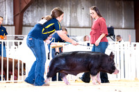 Purebred Market Barrows