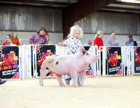 Crossbred Breeding Gilts