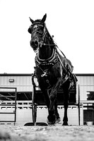 Draft Horse Hitch Show