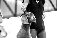 Boer Goats