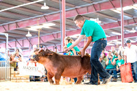 Champion Purebred Breeding Gilt Drive