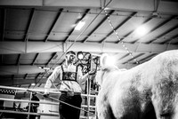 Livestock Candids