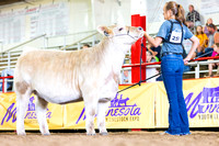 Market Heifers