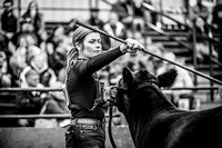 Heifers