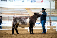 Shorthorn