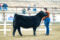 Foundation Simmental