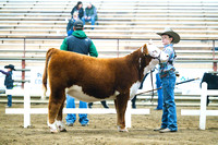 Hereford