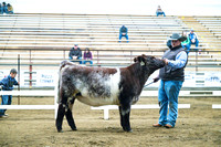 Shorthorn