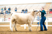 Charolais Composite