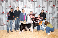 Junior Market Swine