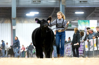 Market Heifers