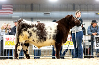 Shorthorn