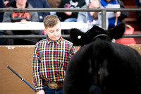 Shorthorn Plus