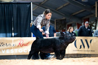 Breeding Gilts