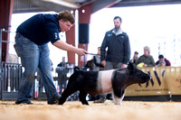 Market Hogs
