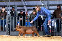 Duroc