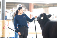 Market Heifers