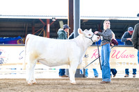 Charolais