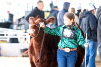 Shorthorn