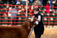 Miniautre Hereford