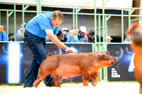 Duroc