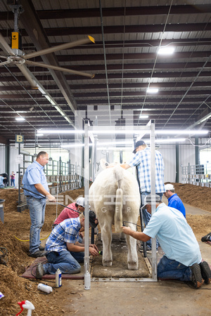 Cattle_OEF_2023_WRW-5739