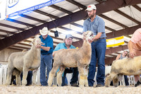 Open Breeding Sheep