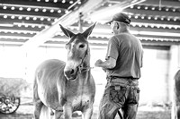 Mule Halter