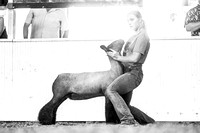 Breeding Ewe Ringshots