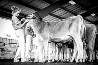 Brown Swiss