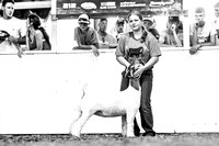 KSO_8295